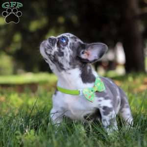 Patrick, French Bulldog Puppy